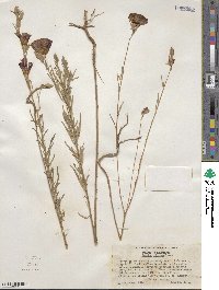 Clarkia purpurea subsp. viminea image