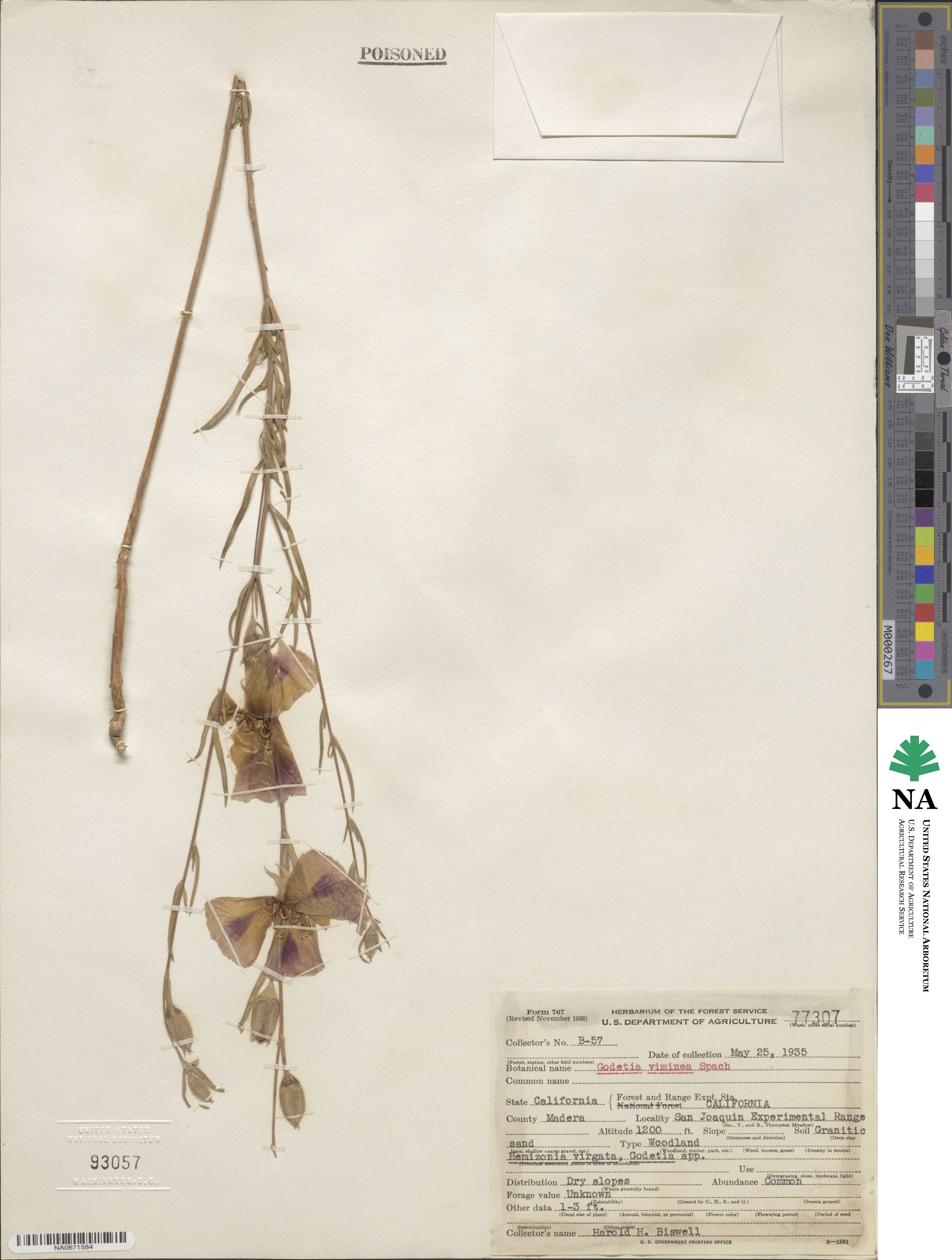 Clarkia purpurea subsp. viminea image