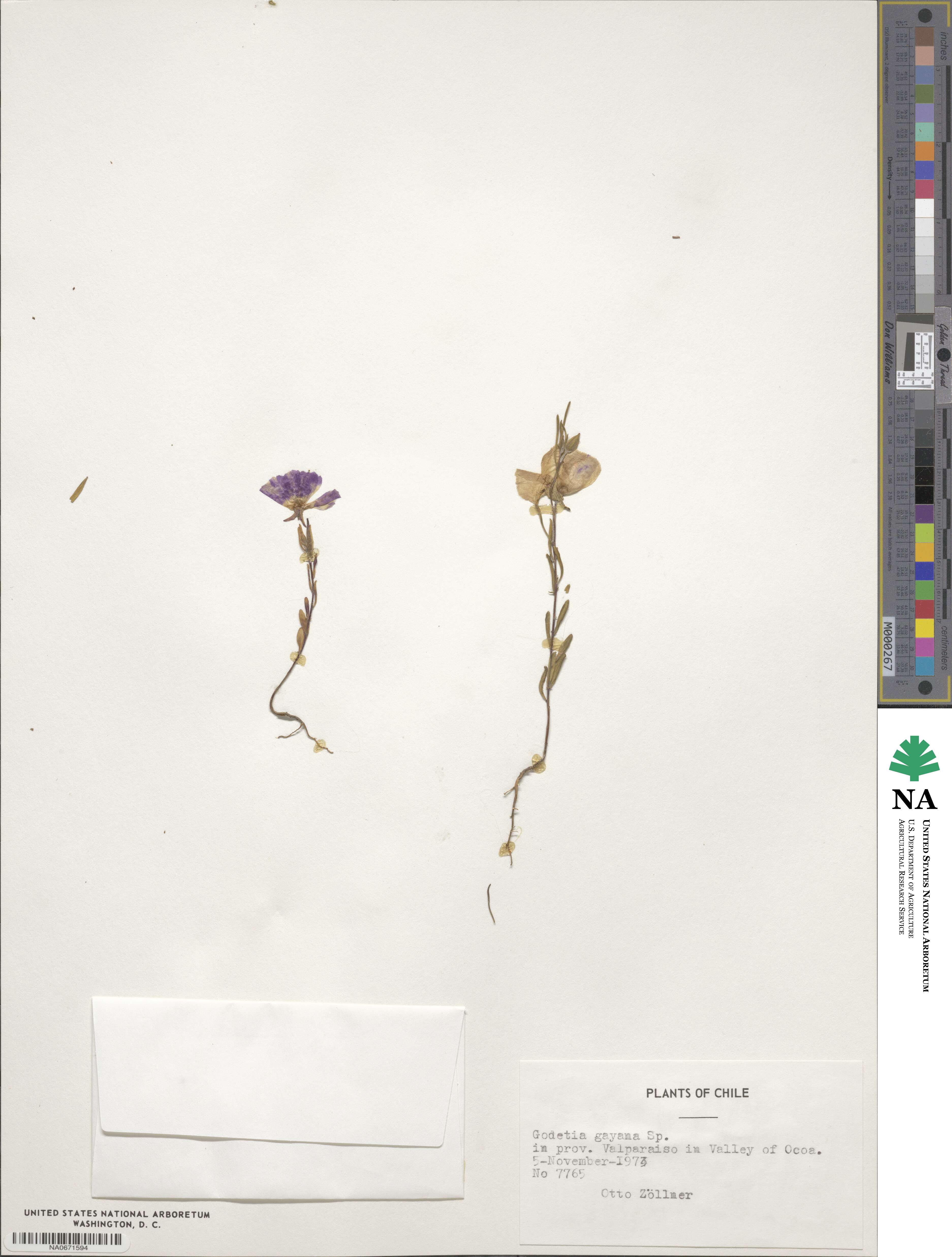 Clarkia tenella subsp. tenuifolia image