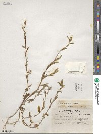 Clarkia tenella subsp. tenella image