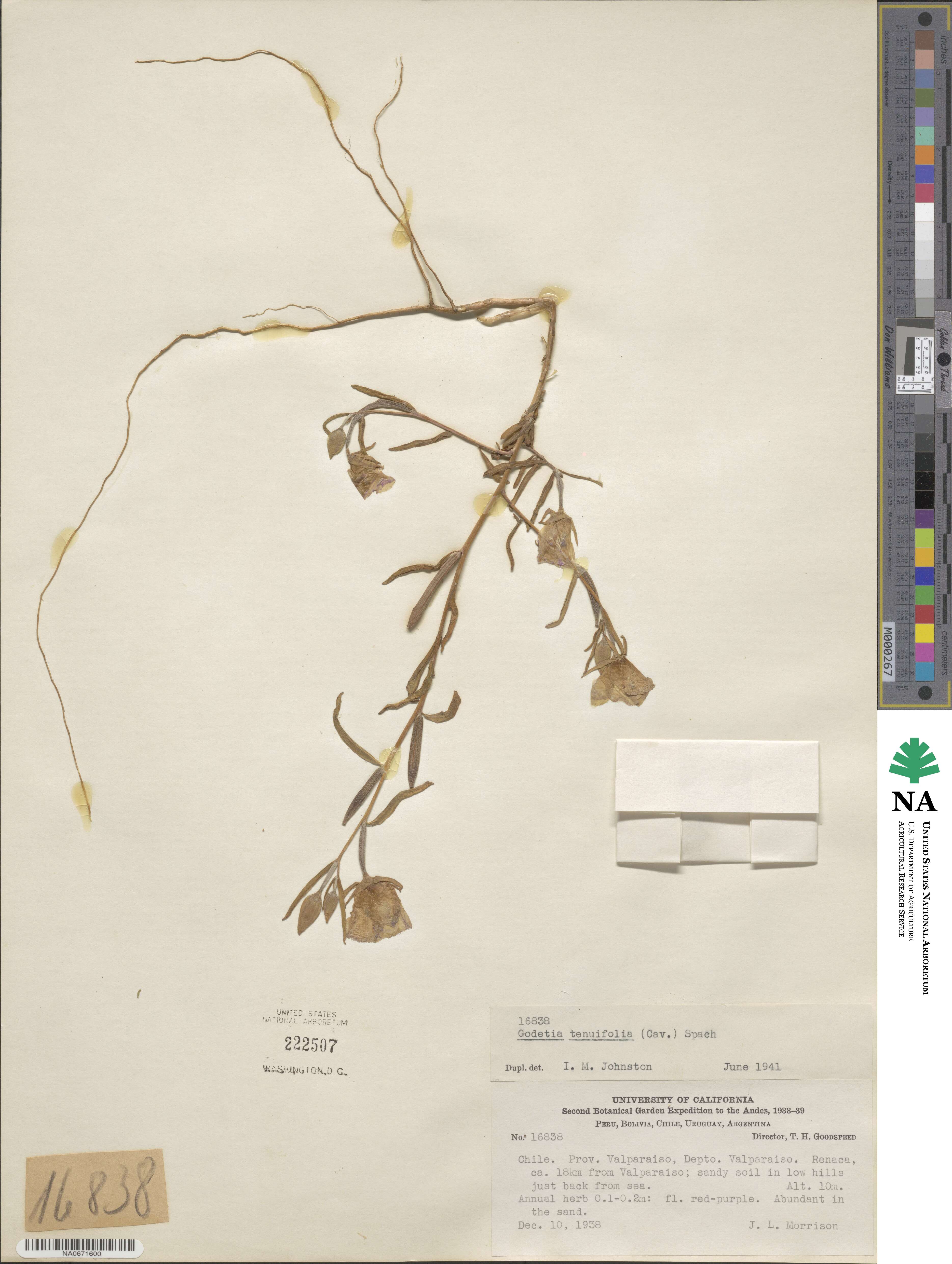 Clarkia tenella image