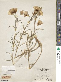 Clarkia amoena subsp. amoena image