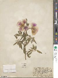 Clarkia amoena subsp. whitneyi image