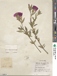 Clarkia amoena subsp. whitneyi image