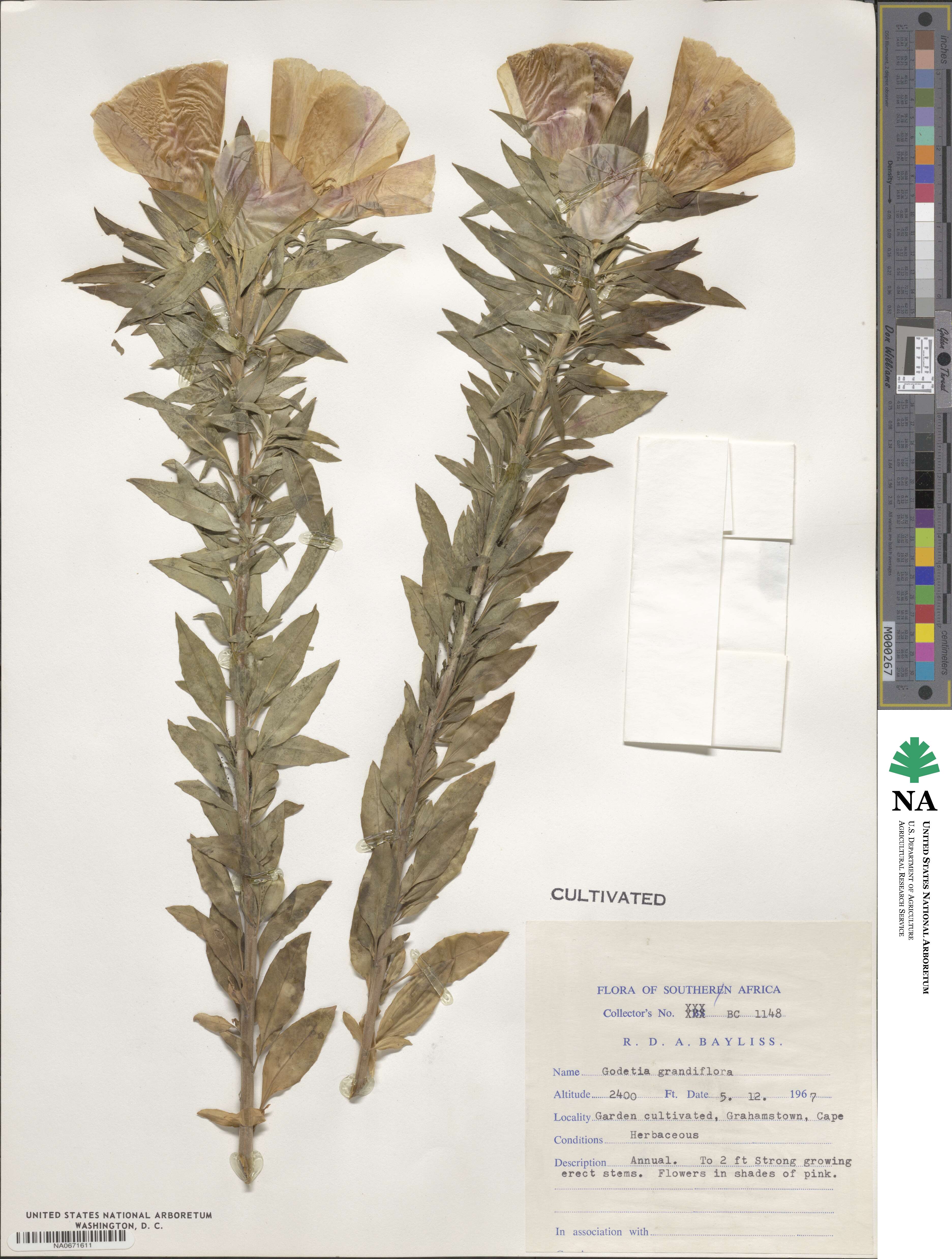 Clarkia amoena image