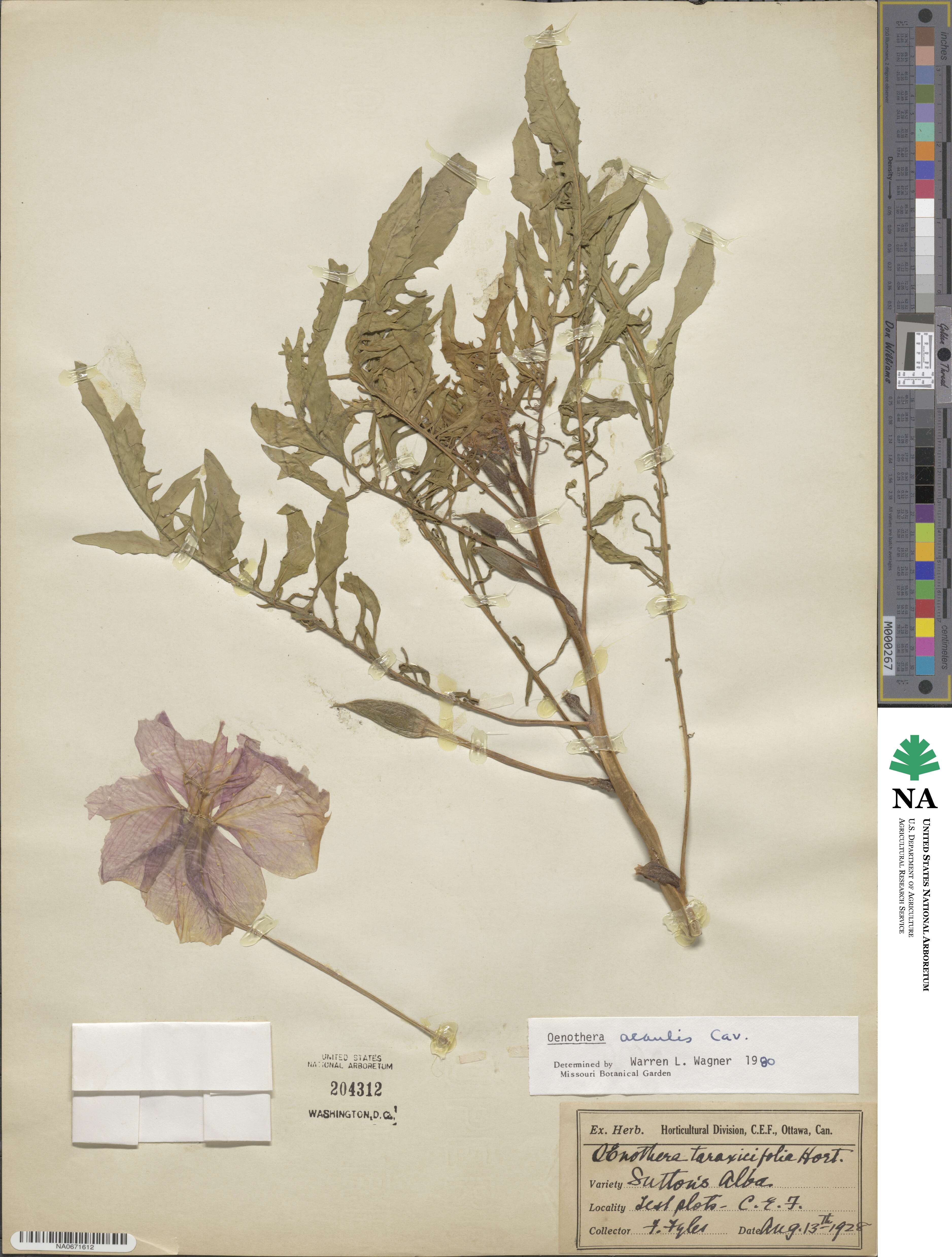 Oenothera acaulis image