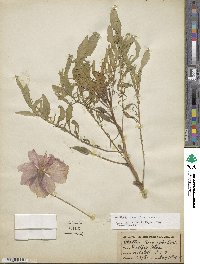 Oenothera acaulis image