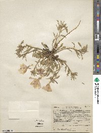 Oenothera albicaulis image