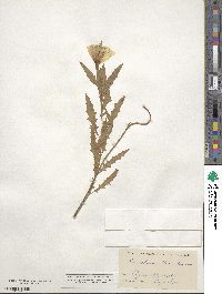 Oenothera albicaulis image