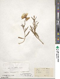 Oenothera albicaulis image