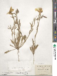 Oenothera albicaulis image