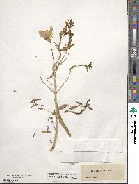 Oenothera albicaulis image