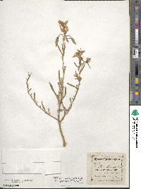 Oenothera albicaulis image