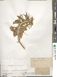 Oenothera albicaulis image