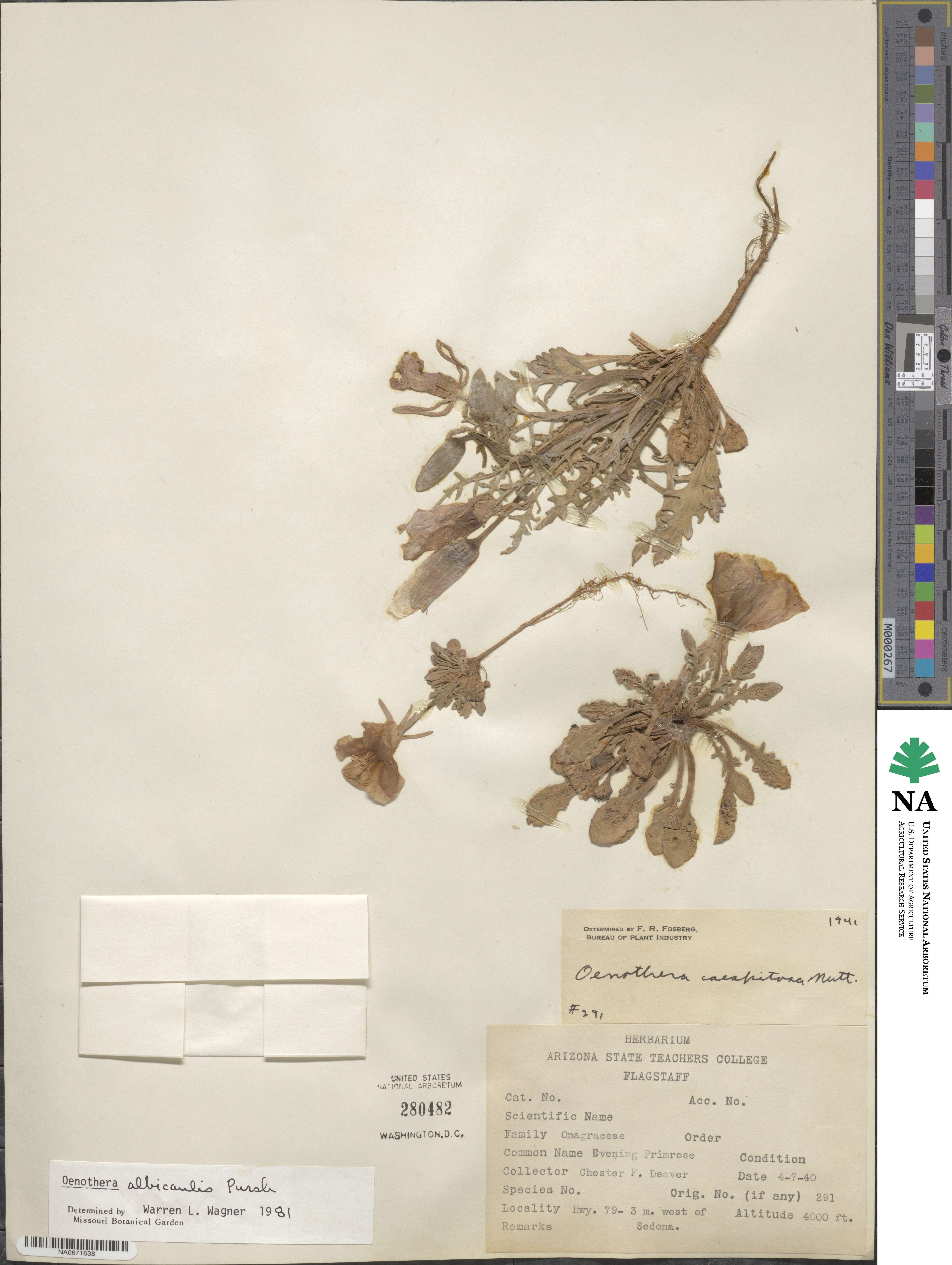 Oenothera albicaulis image