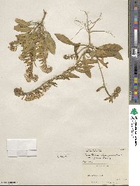 Eremothera boothii subsp. alyssoides image