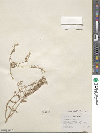 Eremothera boothii subsp. alyssoides image