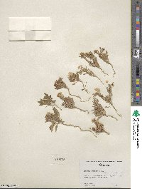 Eremothera boothii subsp. alyssoides image