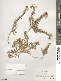 Eremothera boothii subsp. alyssoides image