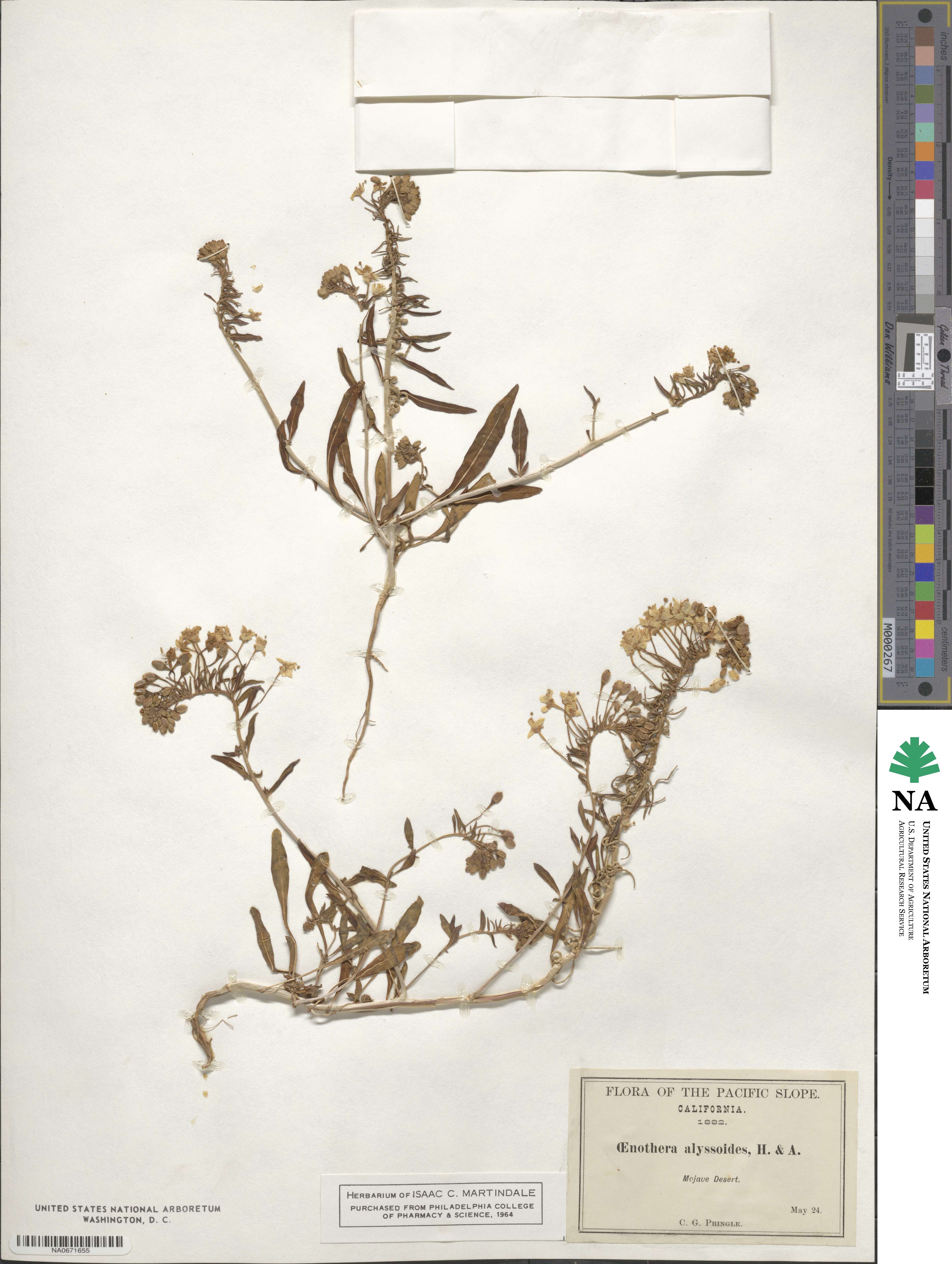 Eremothera boothii subsp. alyssoides image