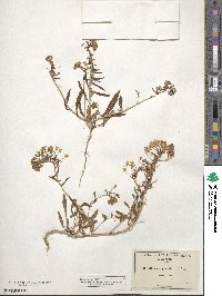 Eremothera boothii subsp. alyssoides image