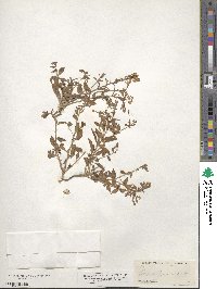 Eremothera boothii subsp. alyssoides image