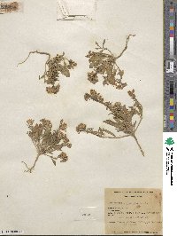 Eremothera boothii subsp. alyssoides image