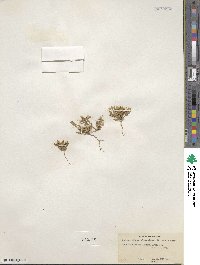 Eremothera boothii subsp. alyssoides image