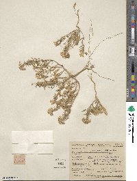 Eremothera boothii subsp. alyssoides image