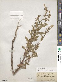 Oenothera biennis image