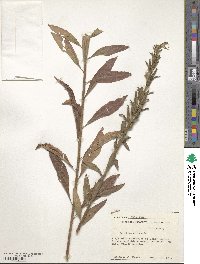 Oenothera biennis image