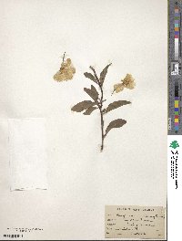 Oenothera biennis image