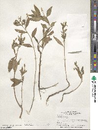 Oenothera biennis image