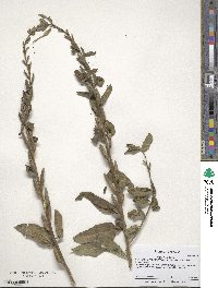 Oenothera biennis image