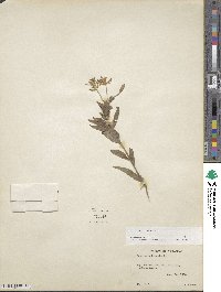 Oenothera biennis image