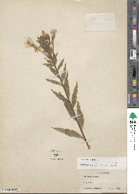 Oenothera biennis image