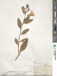 Oenothera biennis image