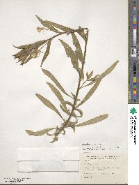 Oenothera biennis image