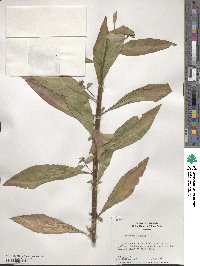 Oenothera biennis image