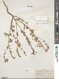 Eremothera boothii subsp. boothii image