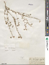 Eremothera boothii subsp. boothii image