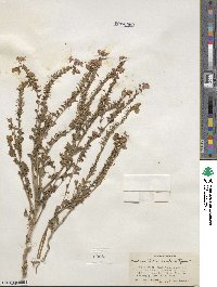 Eremothera boothii subsp. boothii image