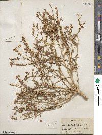 Eremothera boothii subsp. boothii image