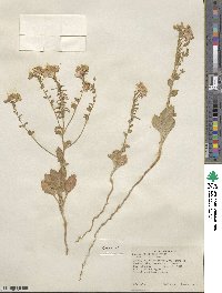 Eremothera boothii subsp. boothii image