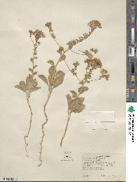 Eremothera boothii subsp. boothii image