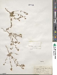 Eremothera boothii subsp. boothii image