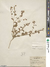 Eremothera boothii subsp. boothii image