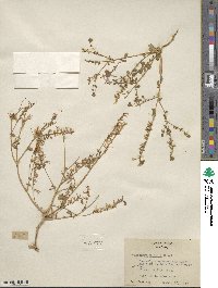 Eremothera boothii subsp. boothii image