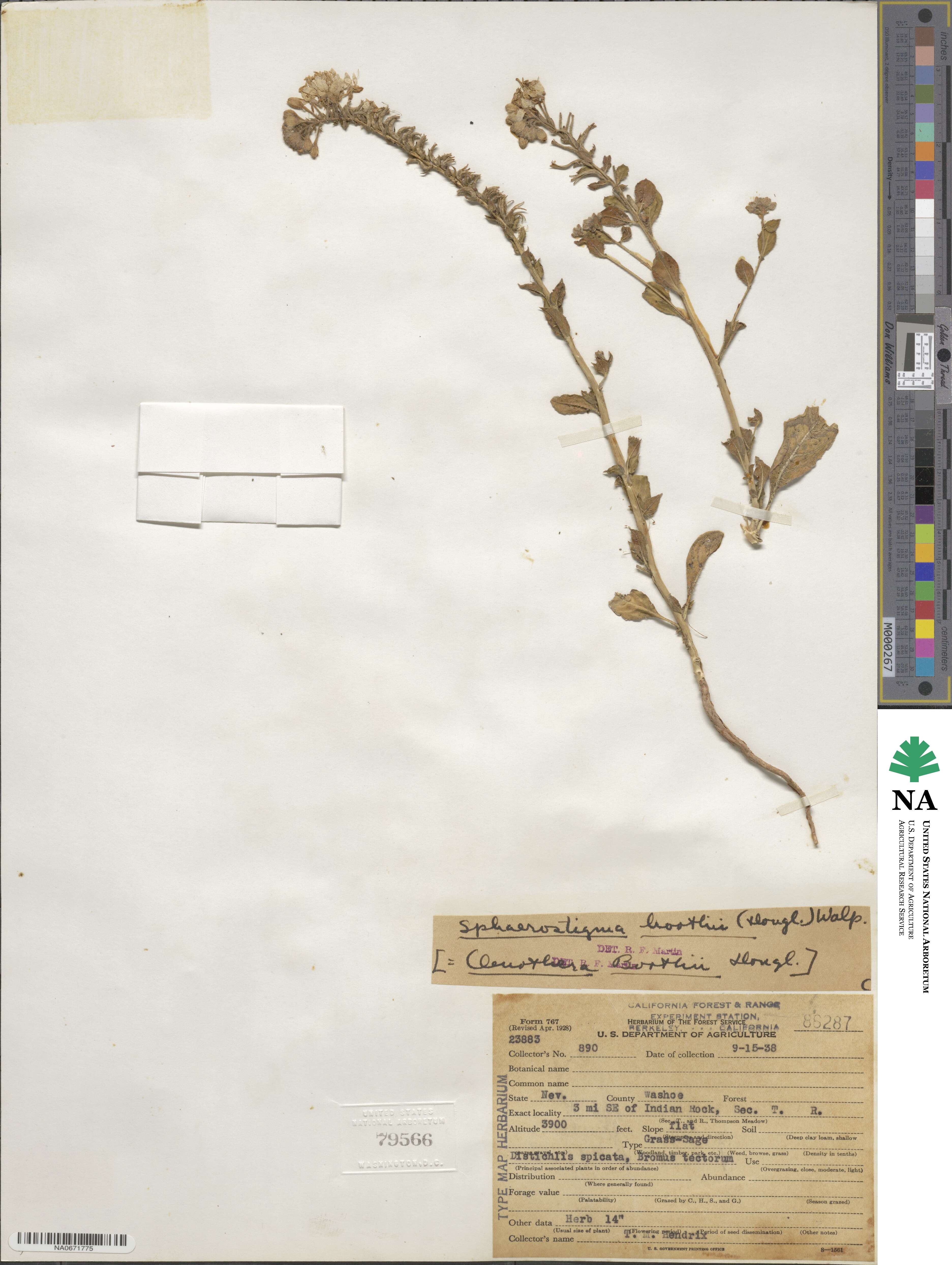 Eremothera boothii subsp. boothii image