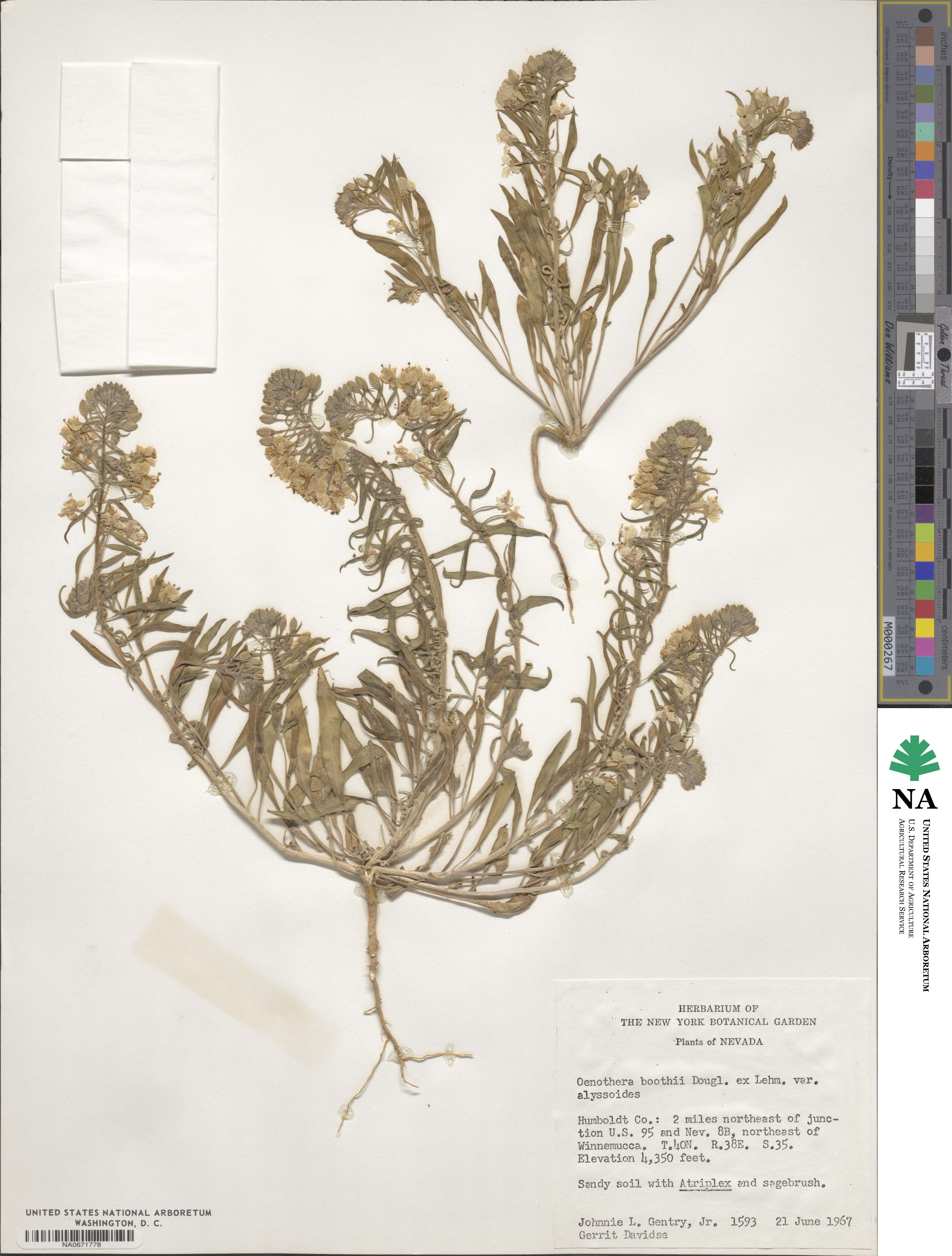 Eremothera boothii subsp. boothii image